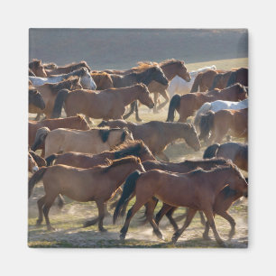 Aimant Chevaux sur le ranch, Mongolie Intérieure, Chine