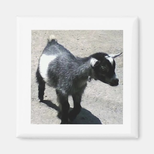 Aimant Chèvre bébé (Devant)