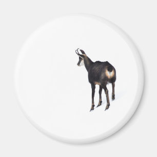 Aimant Chèvre montagneuse minimaliste chamois alpin sur n