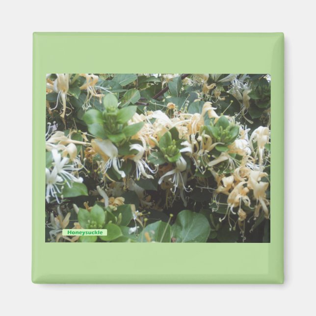 Aimant Chèvrefeuille fleurit (Devant)