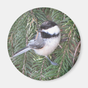 Aimant Chickadee dans un pin