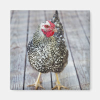 Chicken on deck, Silver Laced Wyandotte