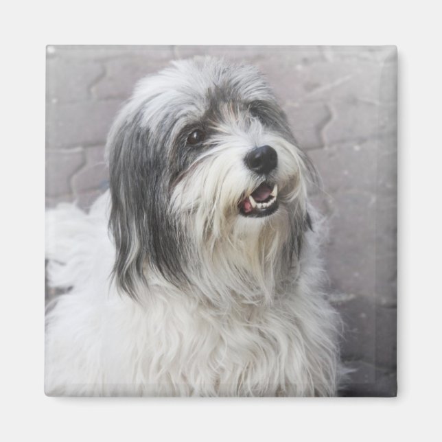 Aimant Chien (Devant)