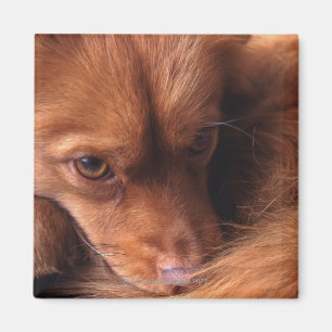 Aimant chien