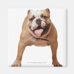 Aimant , chien