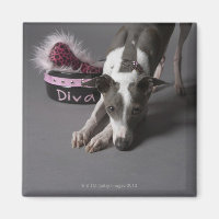 Chien avec bol de diva, renifler le sol