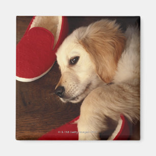 Aimant Chien avec des chaussures se trouvant sur le