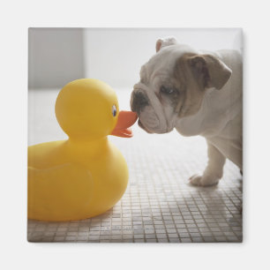 Aimant Chien avec le canard en plastique