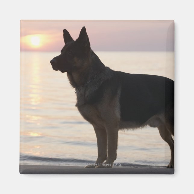 Aimant Chien berger allemand sur Georgian Bay, Ontario, (Devant)