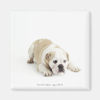 Chien blanc et tacheté