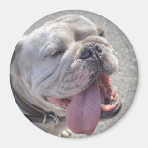 Aimant Chien blanc mignon
