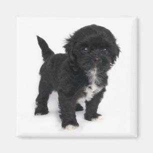 Aimant Chien Chien Chien Chien Chiffre Chien Chiffre Noir