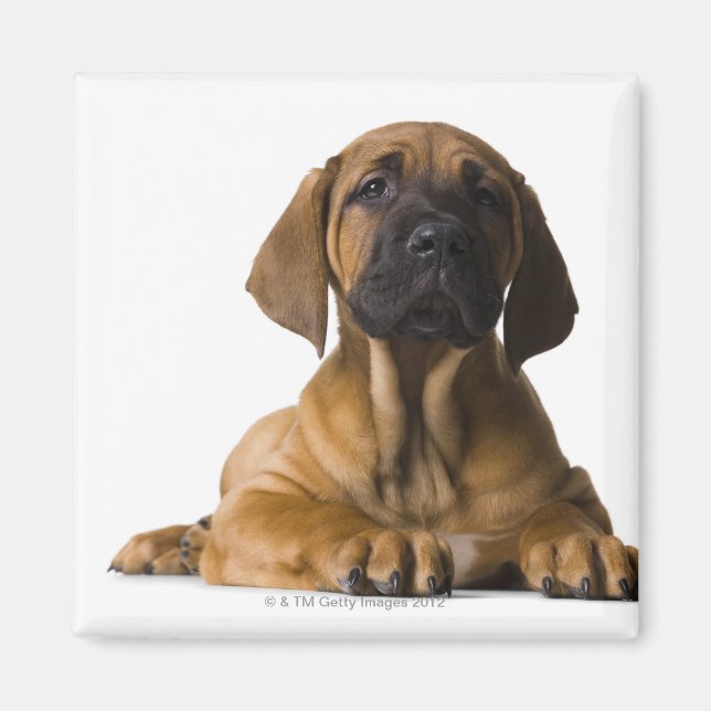 Aimant Chien chiot (Devant)