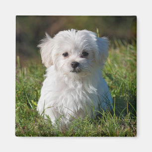 Aimant Chien chiot maltais blanc mou