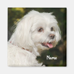 Aimant Chien chiot maltais blanc personnalisé