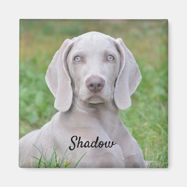 Aimant Chien coquelicot Weimaraner personnalisé (Devant)