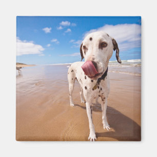 Aimant Chien Dalmatien Sur La Plage