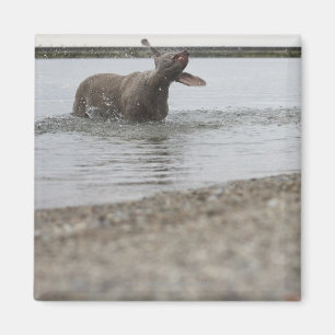 Aimant Chien dans le lac Secouer l'eau