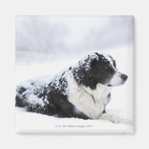 Aimant Chien de berger (Akbash/mélange de colley) se