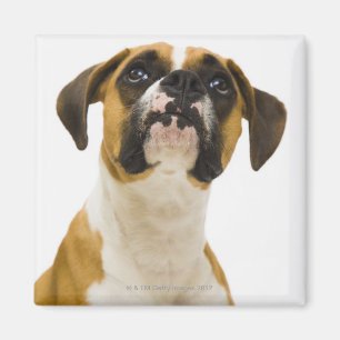 Aimant Chien de boxeur recherchant