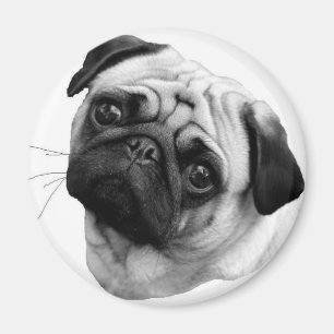 Aimant Chien de carlin
