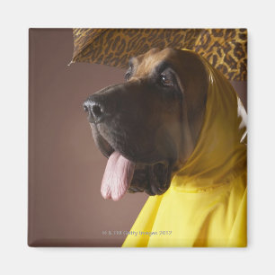 Aimant Chien de limier