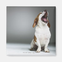Chien de race mixte