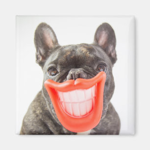 Aimant Chien de sourire des images   A de Getty