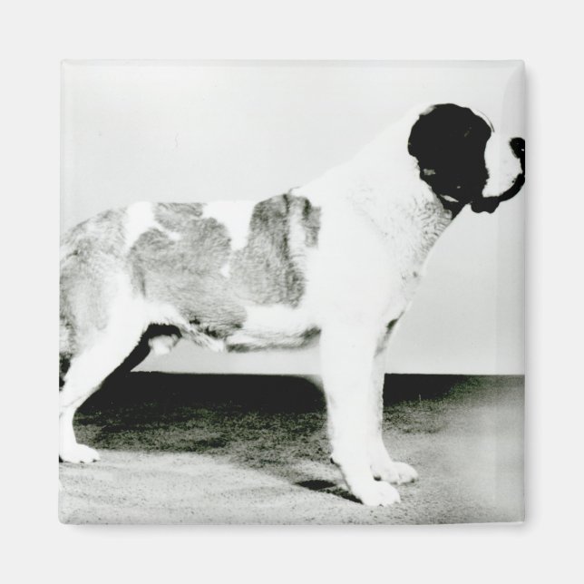 Aimant Chien de St. Bernard (Devant)