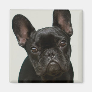 Aimant Chien de taureau français