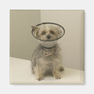 Aimant Chien de Terrier utilisant le collier protecteur,