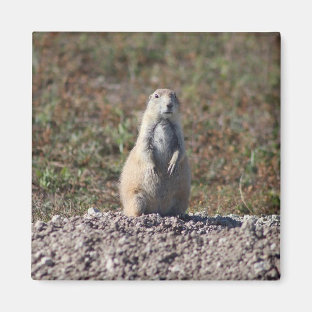 Aimant Chien des Prairies dans le parc national Badlands, (Devant)