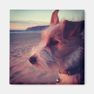 Aimant Chien faisant face à la plage