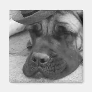 Aimant Chien fatigué