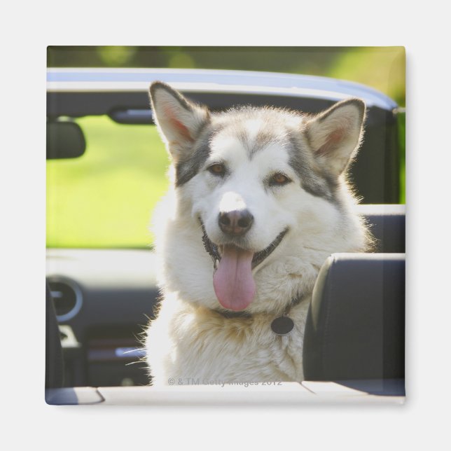 Aimant Chien Husky de convertible (Devant)