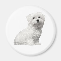 Chien maltais mignon assis chiot