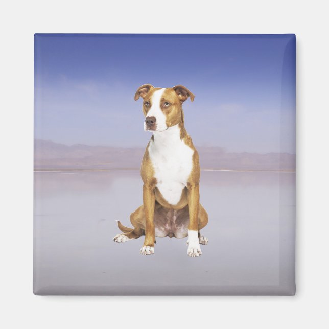 Aimant Chien Pitbull Assis Sur La Plage (Devant)