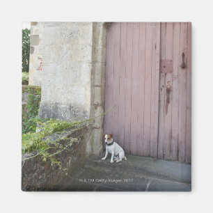 Aimant Chien se reposant devant les portes fermées