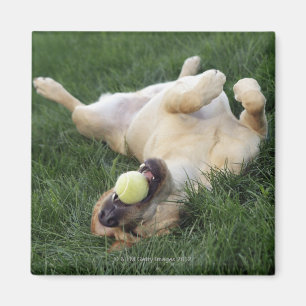 Aimant Chien s'étendant upside-down dans l'herbe avec de