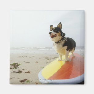 Aimant Chien sur la planche de surf