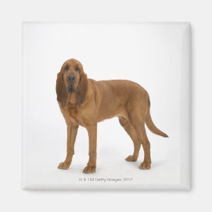 Aimant Chien sur le blanc 97