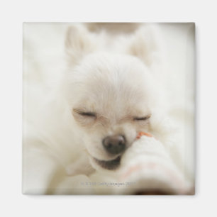 Aimant Chien tenant le jouet dans la bouche