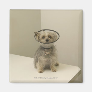 Aimant Chien Terrier portant un collier de protection