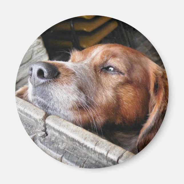 AIMANT CHIENS (Devant)