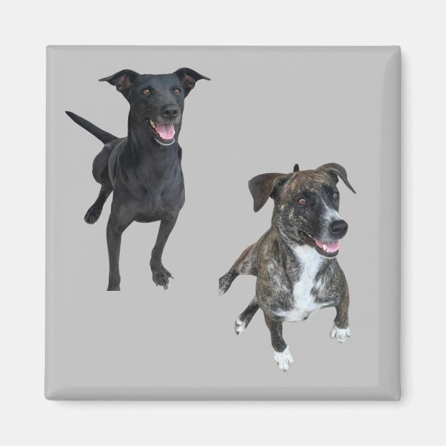 Aimant Chiens de Carlos (Devant)