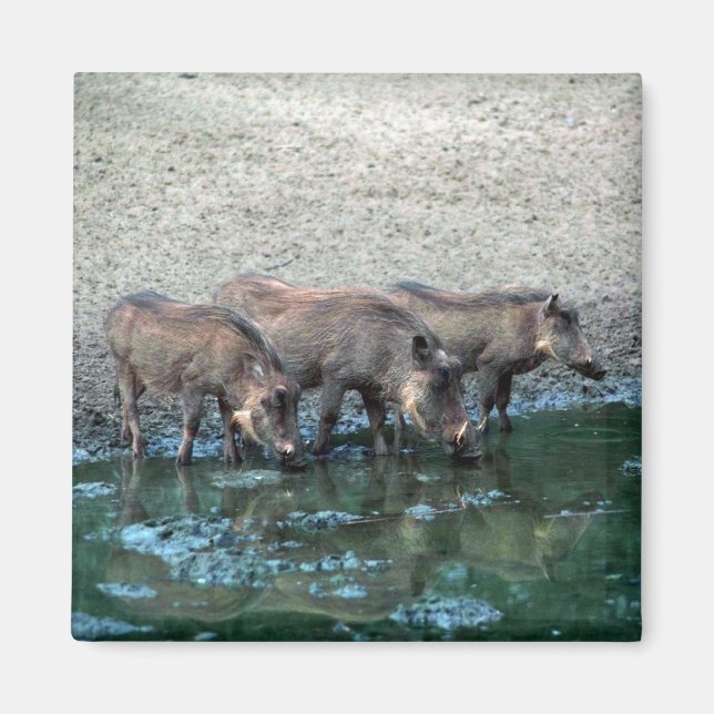 Aimant Chiens de guerre (Devant)
