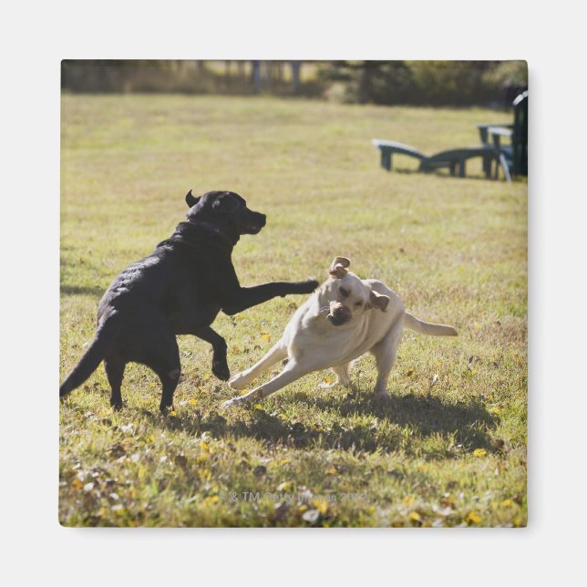 Aimant Chiens jouant (Devant)