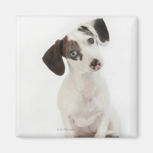 Aimant Chihuahua, chiot femelle Dachshund