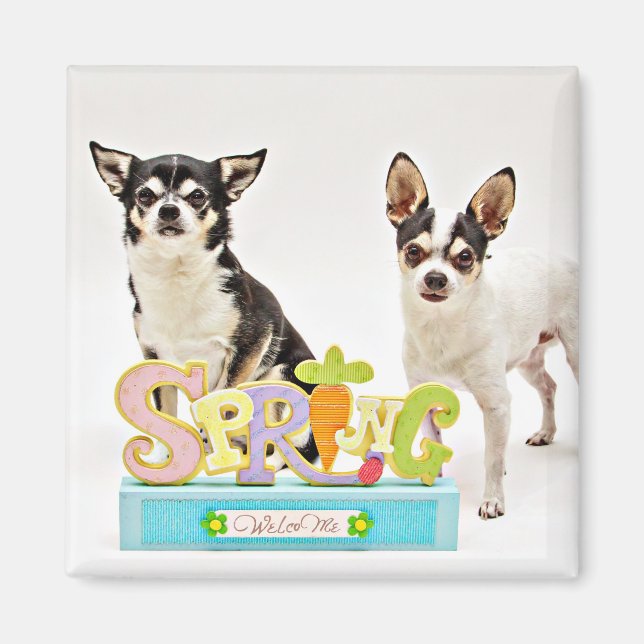 Aimant Chihuahua du printemps (Devant)