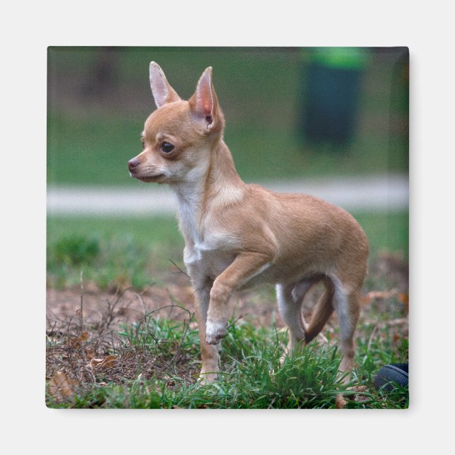 Aimant Chihuahua Puppy (Devant)